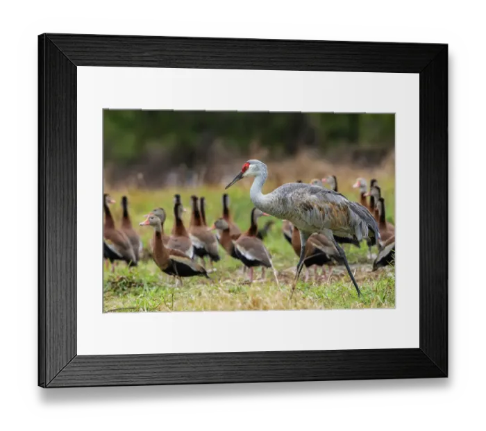 Framed Print : USA, South Texas. Sandhill crane (lesser) and black-bellied whistling ducks