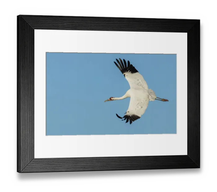 Framed Print : USA, South Texas. Aranas National Wildlife Refuge, whooping crane flying Framed Print : USA, South Texas. Aranas National Wildlife Refuge, whooping crane flying