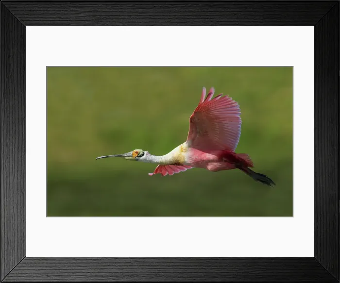 Framed Print : USA, South Texas. Roseate spoonbill flyby