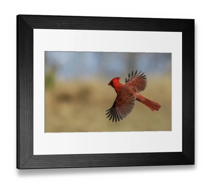 Framed Print : USA, South Texas. Northern cardinal flying