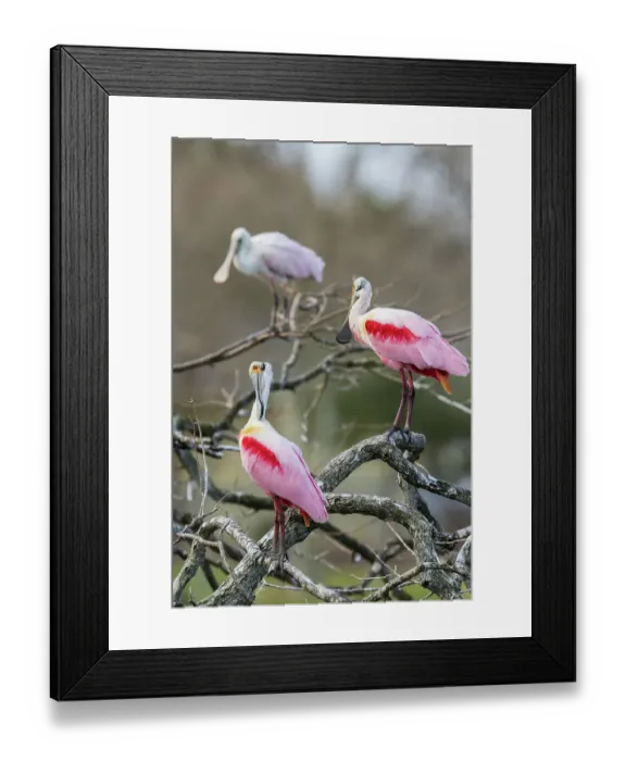 Framed Print : USA, South Texas. Roseate spoonbills preening