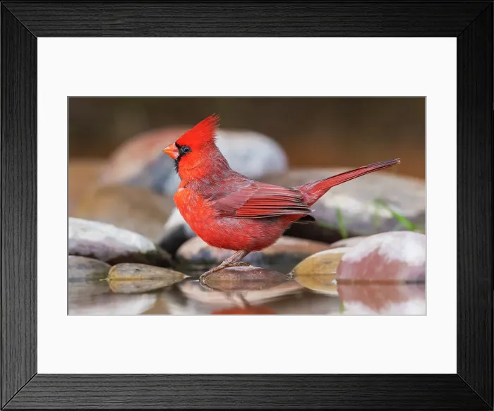 Framed Print : USA, South Texas. Northern cardinal getting a drink Framed Print : USA, South Texas. Northern cardinal getting a drink