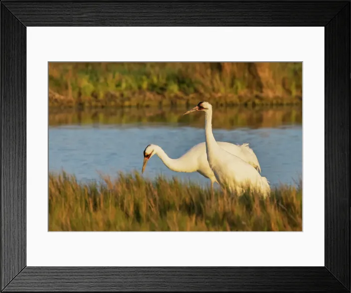 Framed Print : USA, South Texas. Aranas National Wildlife Refuge, whooping crane pair foraging