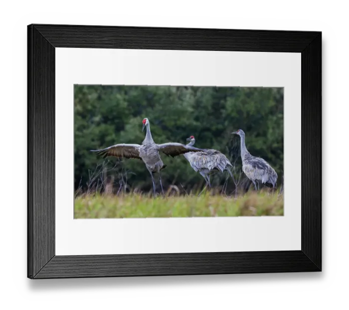 Framed Print : USA, South Texas. Aranas National Wildlife Refuge, sandhill cranes (lesser) dancing Framed Print : USA, South Texas. Aranas National Wildlife Refuge, sandhill cranes (lesser) dancing
