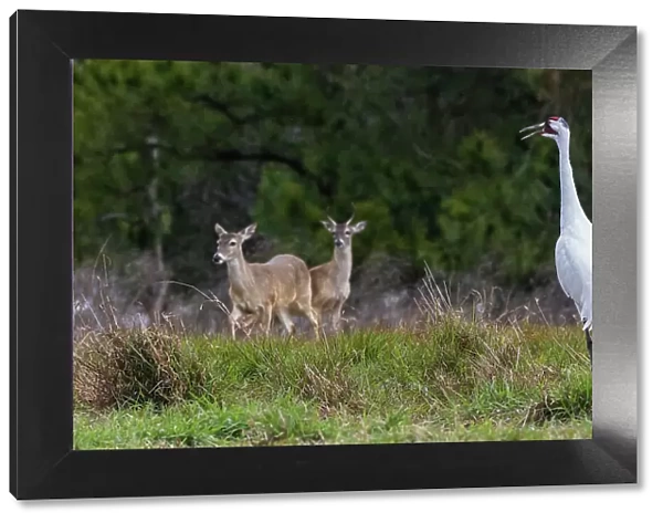 USA, South Texas. Aranas National Wildlife Refuge, whooping crane calling and white-tailed deer