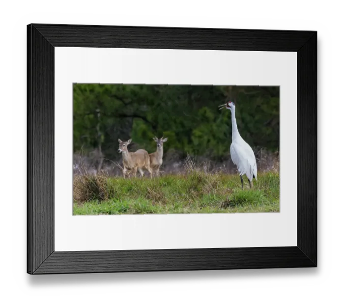 Framed Print : USA, South Texas. Aranas National Wildlife Refuge, whooping crane calling and white-tailed deer