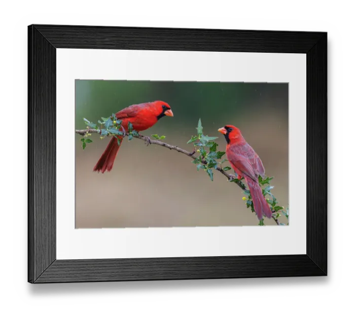 Framed Print : USA, South Texas. Northern cardinal males Framed Print : USA, South Texas. Northern cardinal males