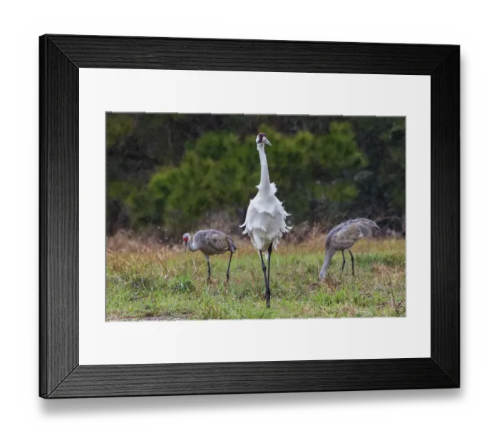 Framed Print : USA, South Texas. Aranas National Wildlife Refuge, whooping crane, spring rain Framed Print : USA, South Texas. Aranas National Wildlife Refuge, whooping crane, spring rain