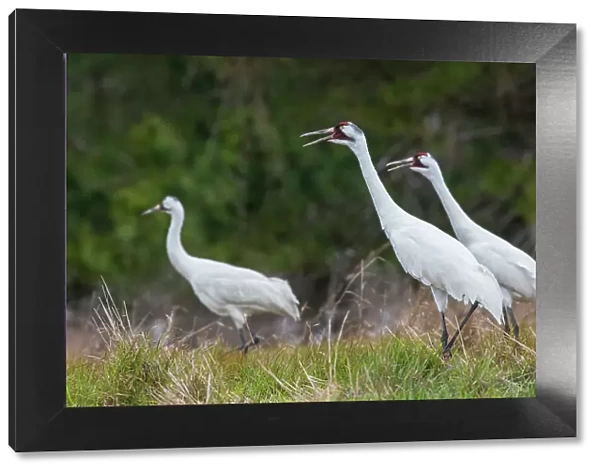 USA, South Texas. Aranas National Wildlife Refuge, whooping cranes calling