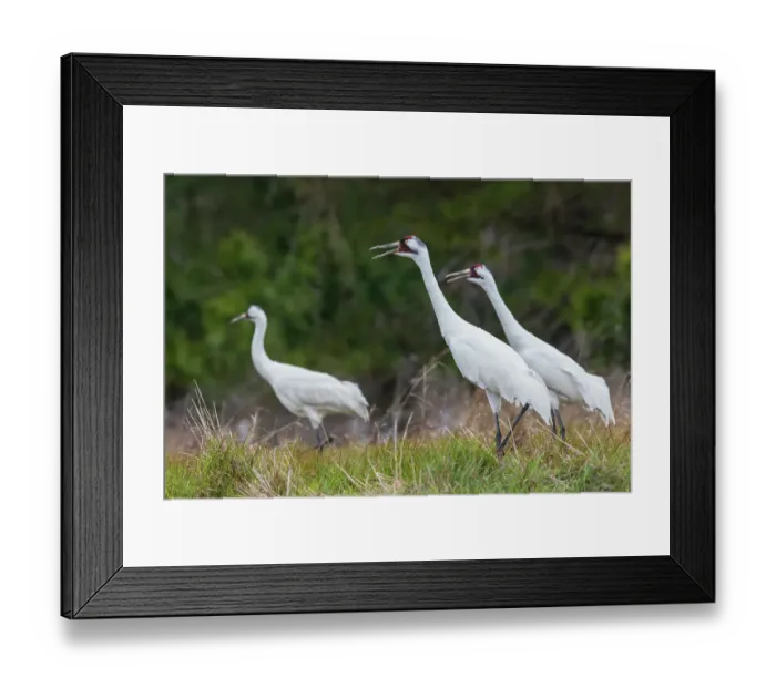 Framed Print : USA, South Texas. Aranas National Wildlife Refuge, whooping cranes calling Framed Print : USA, South Texas. Aranas National Wildlife Refuge, whooping cranes calling