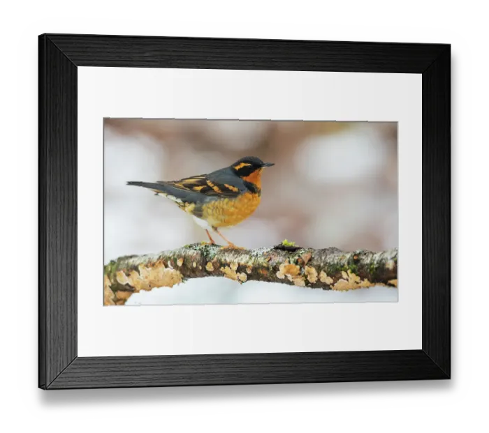 Framed Print : Canada, British Columbia, Boundary Bay, varied thrush, winter habitat Framed Print : Canada, British Columbia, Boundary Bay, varied thrush, winter habitat