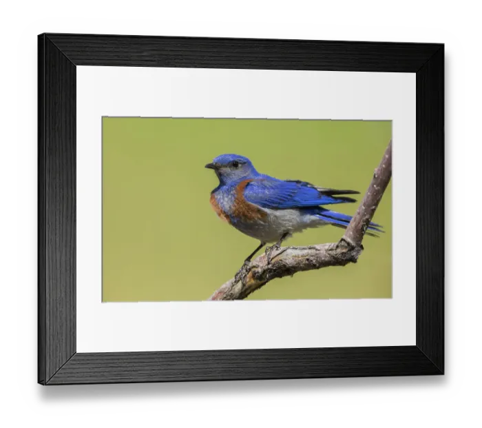 Framed Print : USA, Southern Oregon, Malheur National Wildlife Refuge, western bluebird Framed Print : USA, Southern Oregon, Malheur National Wildlife Refuge, western bluebird