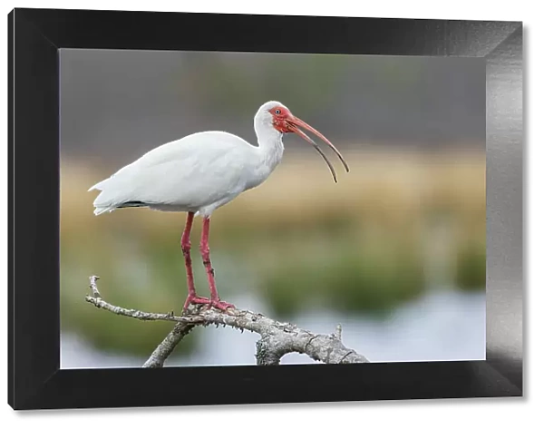 USA, South Texas. White ibis calling