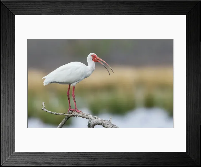 Framed Print : USA, South Texas. White ibis calling Framed Print : USA, South Texas. White ibis calling