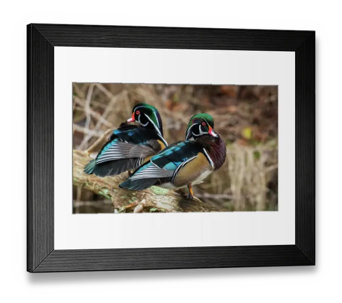 Framed Print : Canada, British Columbia, Boundary Bay, wood duck drakes resting Framed Print : Canada, British Columbia, Boundary Bay, wood duck drakes resting