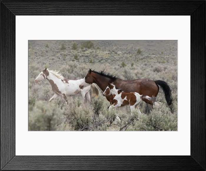 Framed Print : Wild horses on the move Framed Print : Wild horses on the move