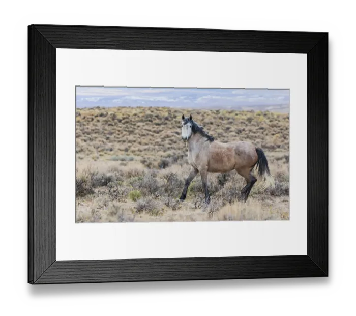 Framed Print : Wild mustang