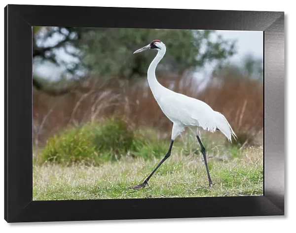 USA, South Texas. Aranas National Wildlife Refuge, whooping crane strolling