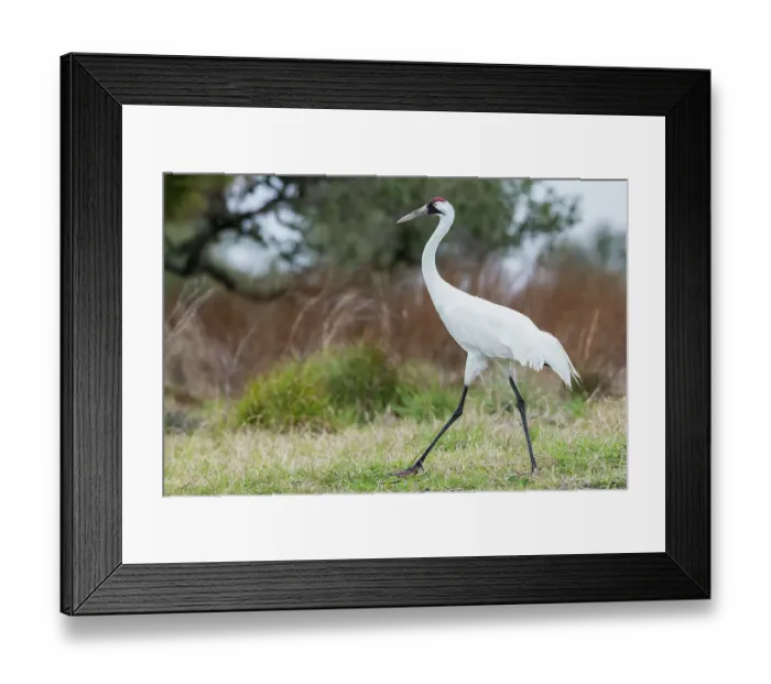 Framed Print : USA, South Texas. Aranas National Wildlife Refuge, whooping crane strolling