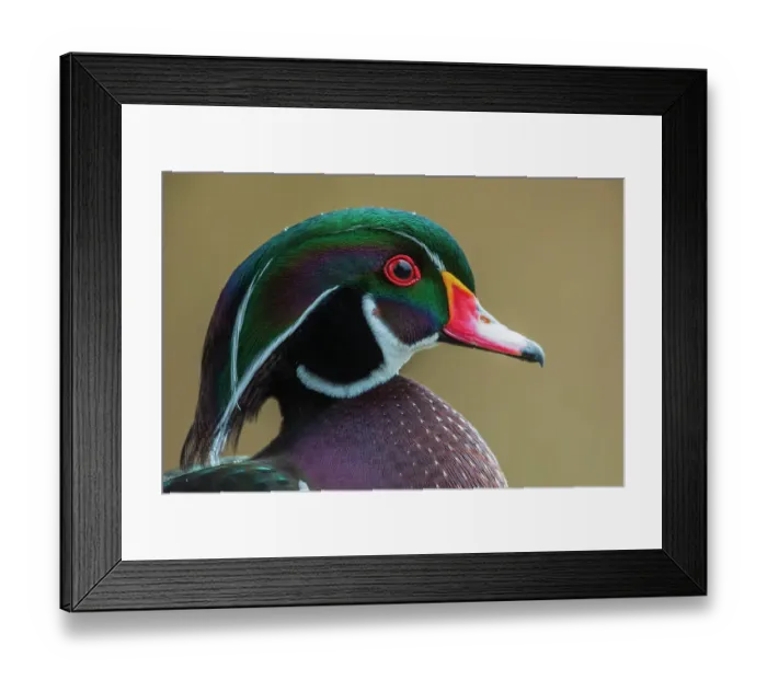 Framed Print : Canada, British Columbia, Boundary Bay, wood duck close-up