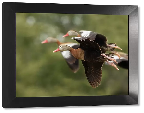 USA, South Texas. Aranas National Wildlife Refuge, black-bellied whistling ducks alighting