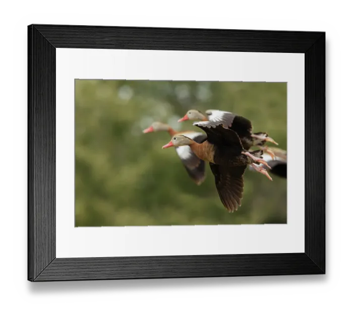 Framed Print : USA, South Texas. Aranas National Wildlife Refuge, black-bellied whistling ducks alighting Framed Print : USA, South Texas. Aranas National Wildlife Refuge, black-bellied whistling ducks alighting