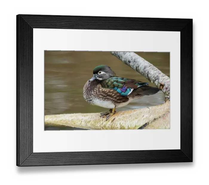 Framed Print : Canada, British Columbia, Boundary Bay, wood duck hen resting