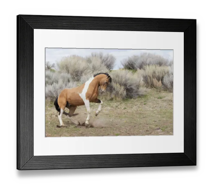 Framed Print : Wild stallion, dominance display Framed Print : Wild stallion, dominance display