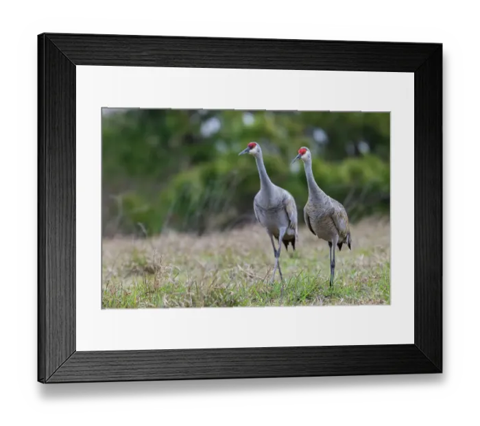 Framed Print : USA, South Texas. Aranas National Wildlife Refuge, sandhill cranes pair (lesser) Framed Print : USA, South Texas. Aranas National Wildlife Refuge, sandhill cranes pair (lesser)