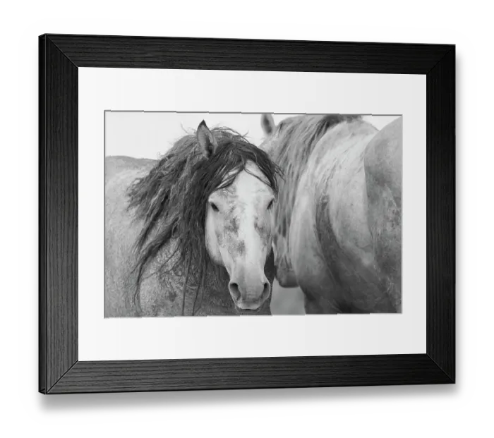 Framed Print : Wild mustang stallions