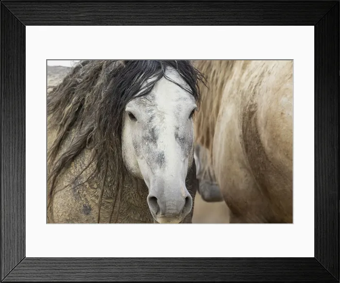 Framed Print : Wild mustang stallions