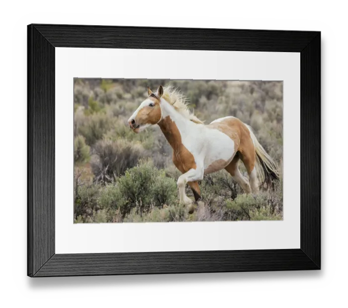 Framed Print : Wild horse on the move