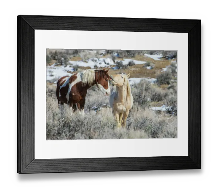 Framed Print : Wild mustangs, horse language, Sand Wash Basin, Colorado, USA