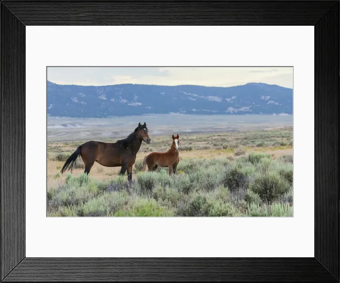 Framed Print : Wild mustangs, mare and colt. USA, Colorado Framed Print : Wild mustangs, mare and colt. USA, Colorado