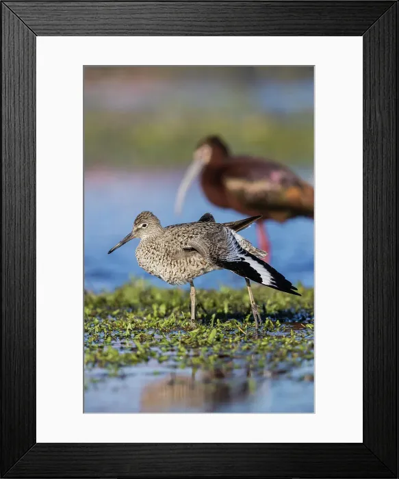 Framed Print : Willet stretching