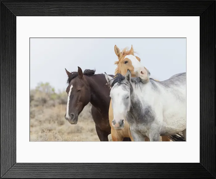 Framed Print : Wild mustangs resting