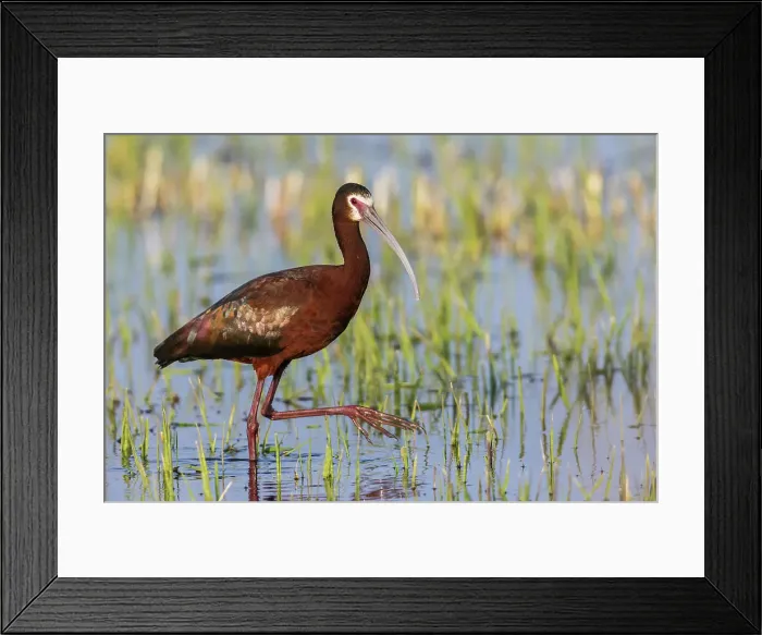 Framed Print : White-faced ibis foraging in Southeast Oregon wetland, USA Framed Print : White-faced ibis foraging in Southeast Oregon wetland, USA