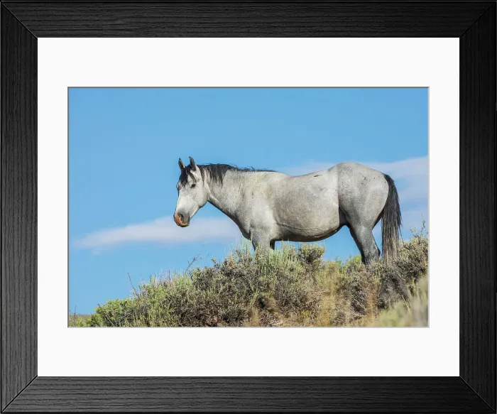Framed Print : Wild mustang stallion. USA, Colorado Framed Print : Wild mustang stallion. USA, Colorado