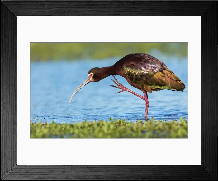 Framed Print : White-faced ibis scratching