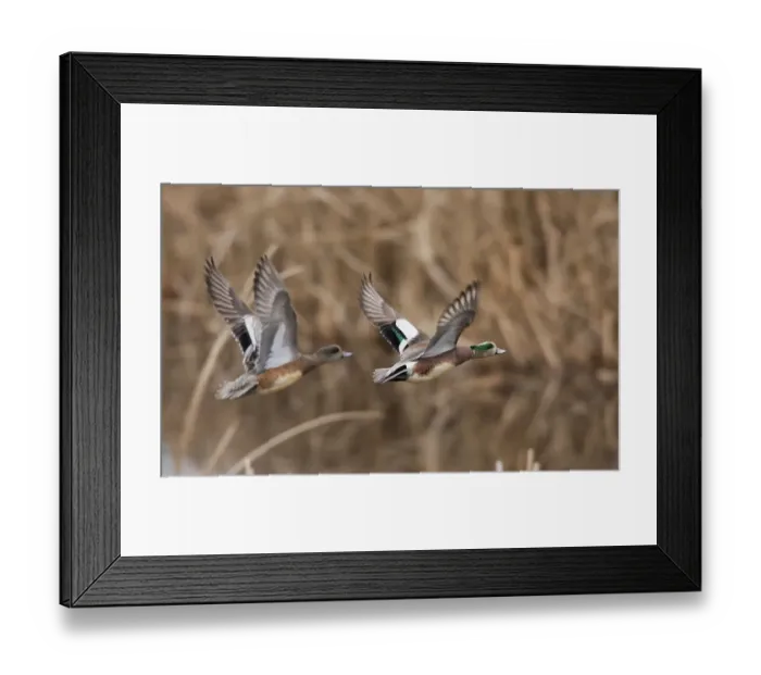 Framed Print : USA, Washington State. Nisqually National Wildlife Refuge, American wigeon pair flying