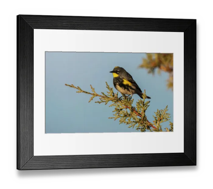 Framed Print : Yellow-rumped warbler Framed Print : Yellow-rumped warbler