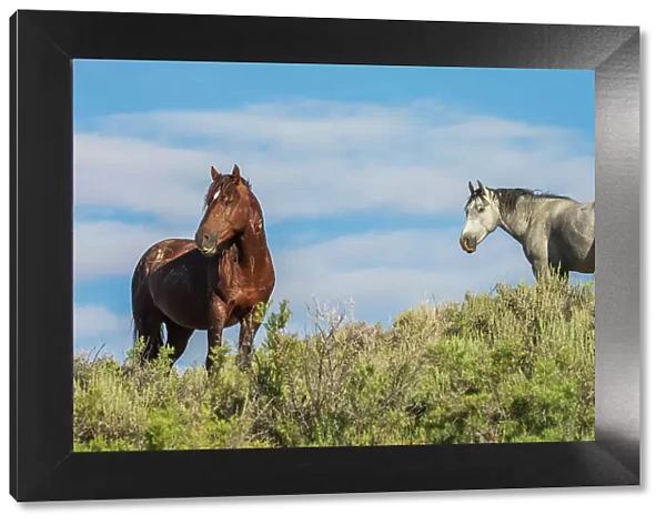 Wild mustang stallions. USA, Colorado
