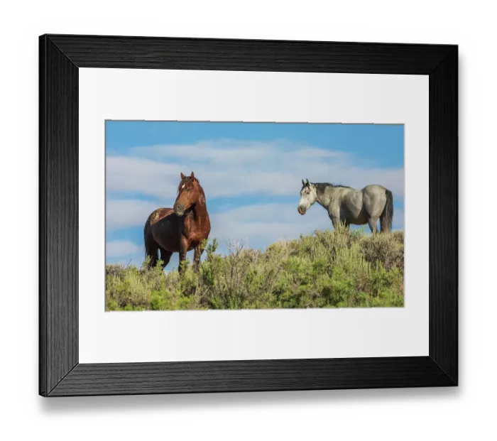 Framed Print : Wild mustang stallions. USA, Colorado