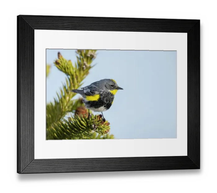 Framed Print : Yellow-rumped warbler, Audubon's warbler, Washington State, Olympic Peninsula, USA Framed Print : Yellow-rumped warbler, Audubon's warbler, Washington State, Olympic Peninsula, USA