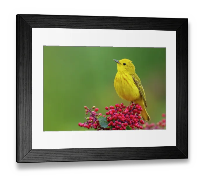 Framed Print : Yellow warbler, Hawthorn berries in Skagit Valley, Washington State, USA Framed Print : Yellow warbler, Hawthorn berries in Skagit Valley, Washington State, USA