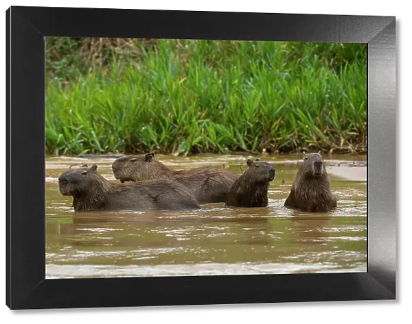 A group of Capybara, Hydrochoerus Hydrochoerus, wade in a river. Mato Grosso Do Sul State, Brazil