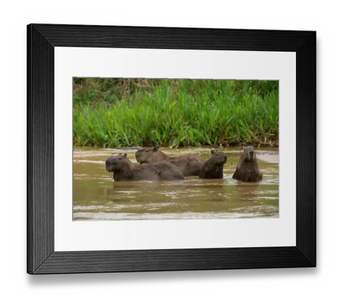 Framed Print : A group of Capybara, Hydrochoerus Hydrochoerus, wade in a river. Mato Grosso Do Sul State, Brazil Framed Print : A group of Capybara, Hydrochoerus Hydrochoerus, wade in a river. Mato Grosso Do Sul State, Brazil