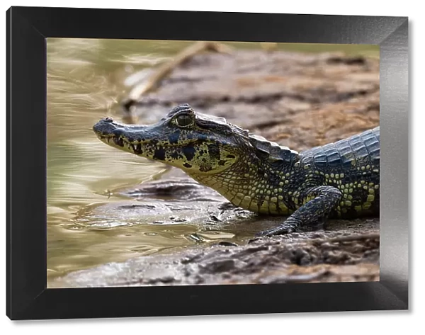 A Yacare caiman, Caiman Crocodylus yacare, resting on the riverbank. Mato Grosso Do Sul State, Brazil