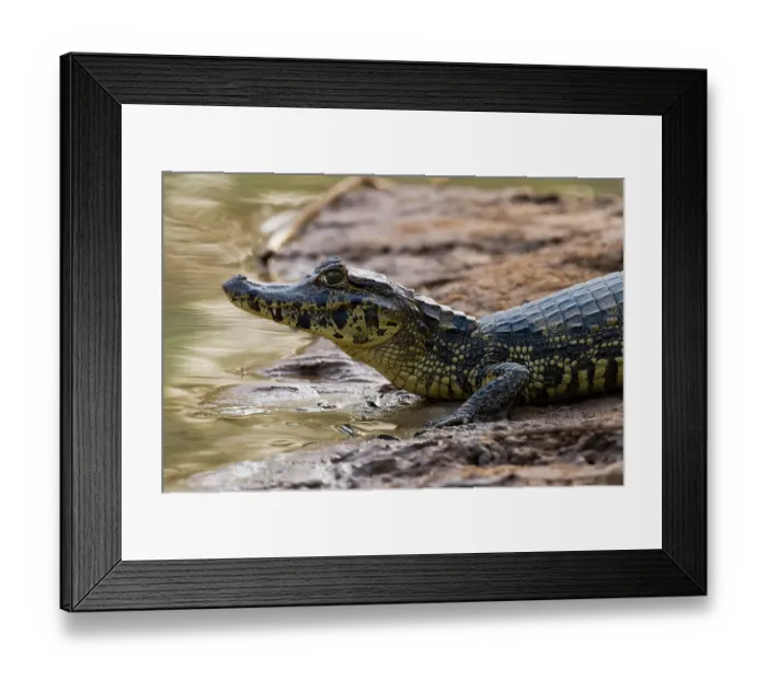 Framed Print : A Yacare caiman, Caiman Crocodylus yacare, resting on the riverbank. Mato Grosso Do Sul State, Brazil Framed Print : A Yacare caiman, Caiman Crocodylus yacare, resting on the riverbank. Mato Grosso Do Sul State, Brazil