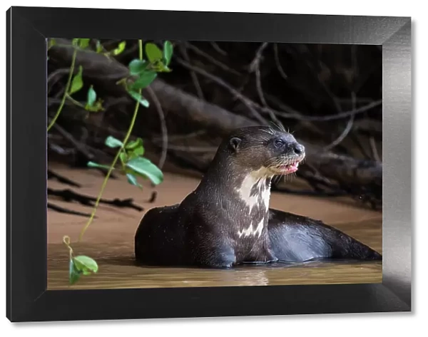 A Giant otter, Pteronura brasiliensis, resting in the Cuiaba River. Mato Grosso Do Sul State, Brazil